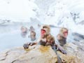 Singe des neiges au Japon