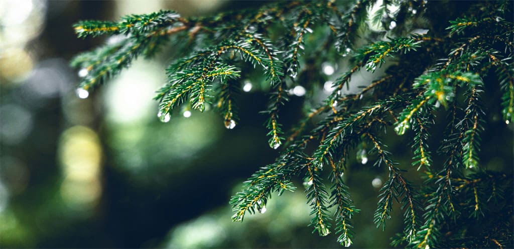 Le temps en ce moment : Bruine légère