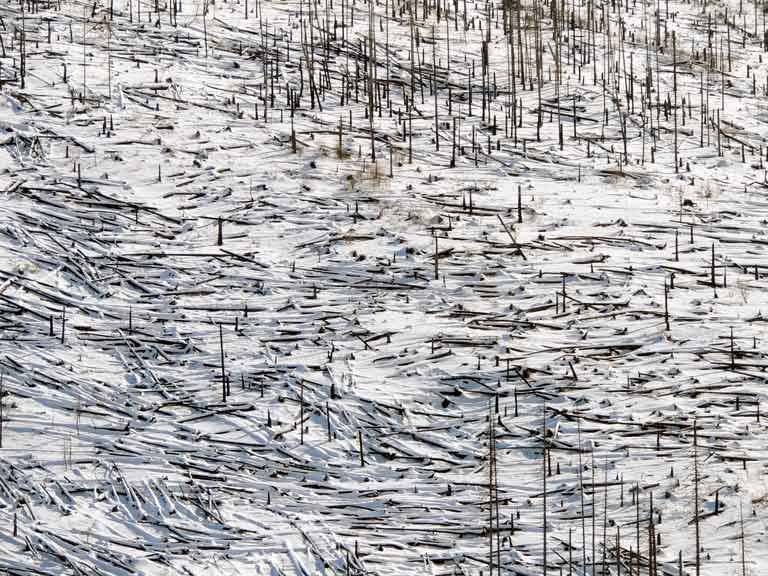 Forêt dévastée par la tempête